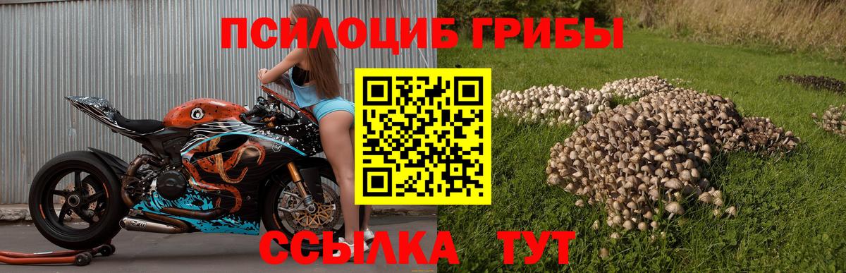 Ачхой-Мартан  Галлюциногенные грибы GOLDEN TEACHER  Вход с VPN 